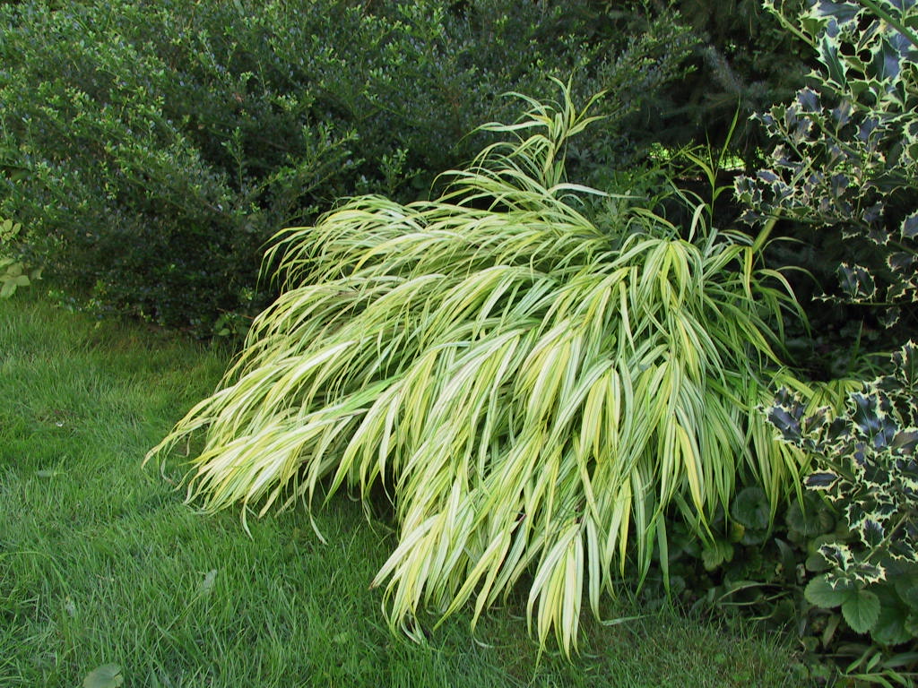 Hakonechloa macra Aureola 04.jpg